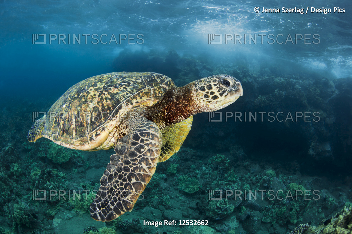 Hawaiian Green Sea Turtle (Chelonia mydas) named 'Honu'; Makena, Maui, Hawaii, ...