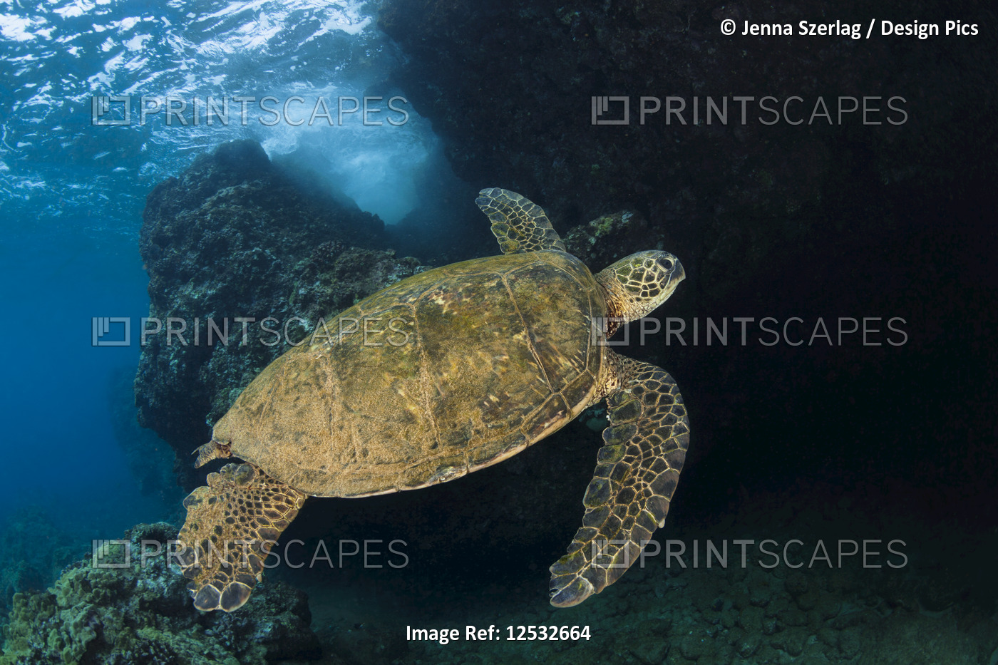 Hawaiian Green Sea Turtle (Chelonia mydas) named 'Honu'; Makena, Maui, Hawaii, ...