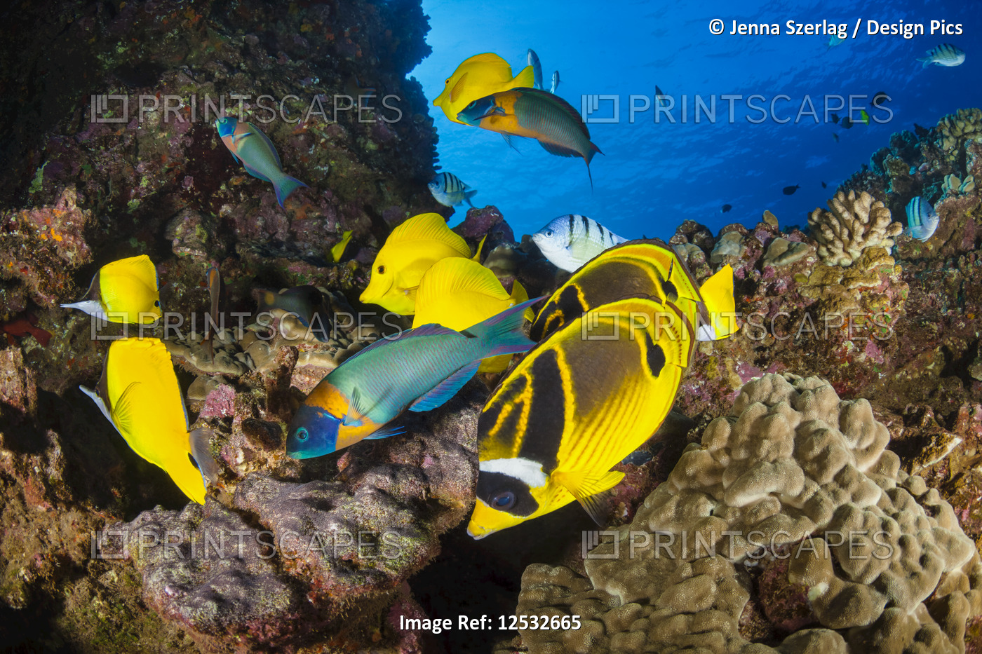 Close-up of reef fish; Lanai, Hawaii, United States of America
