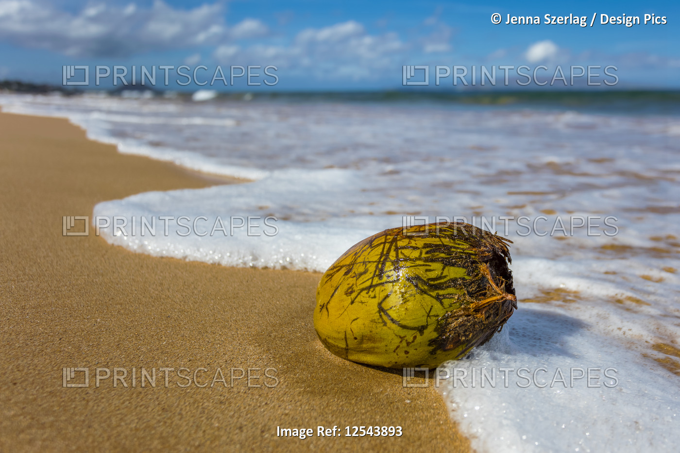 Coconut washes ashore on Keawakapu Beach with sea foam; Wailea, Maui, Hawaii, ...