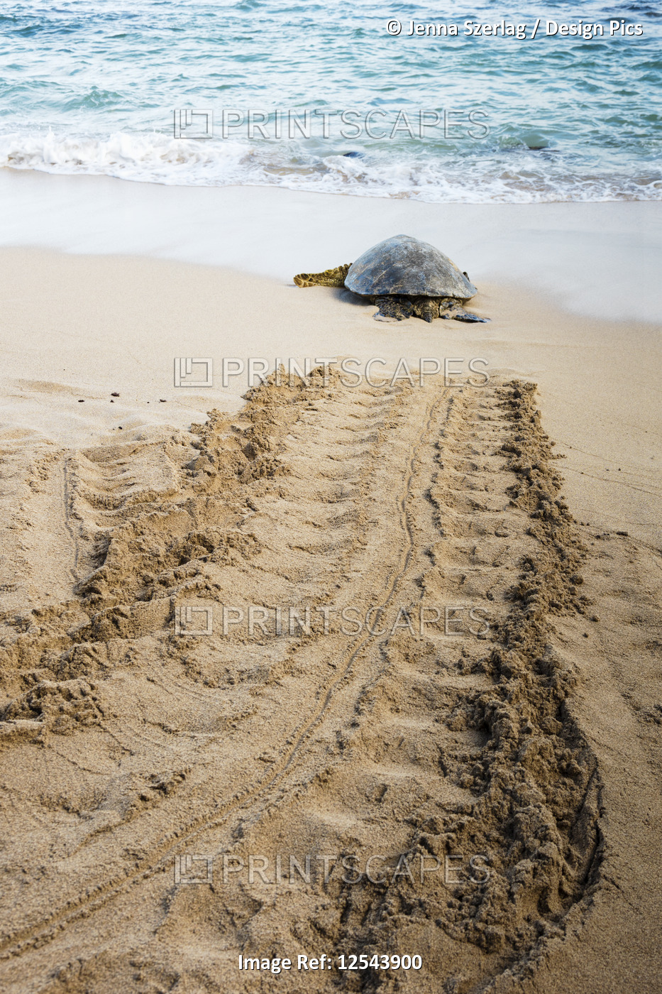 Endangered Hawaiian Green Sea Turtle (Chelonia mydas) making it's way back to ...