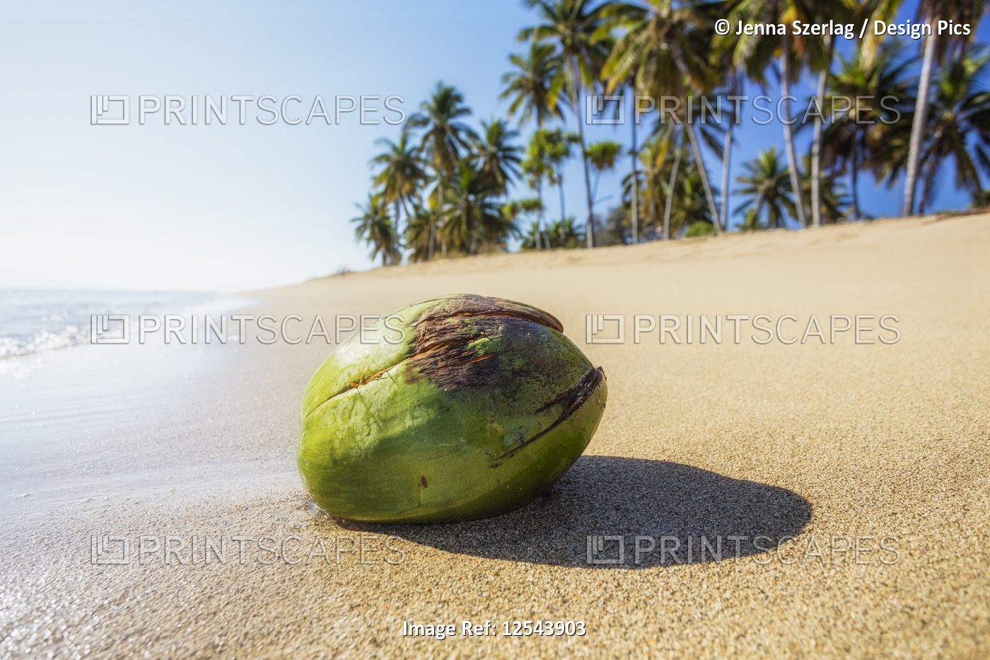 Coconut washes ashore on a beach with palm trees; Lanai, Hawaii, United States ...