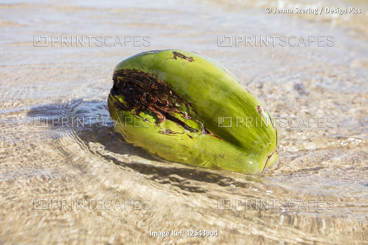 A green coconut on the beach with crystal clear water; Lanai, Hawaii, United ...