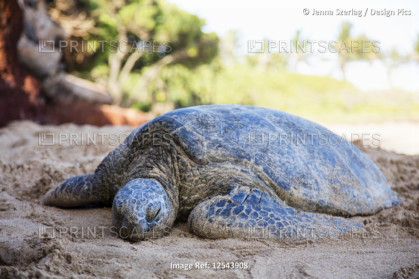 Endangered Hawaiian Green Sea Turtle (Chelonia mydas) rests on shore; Maui, ...