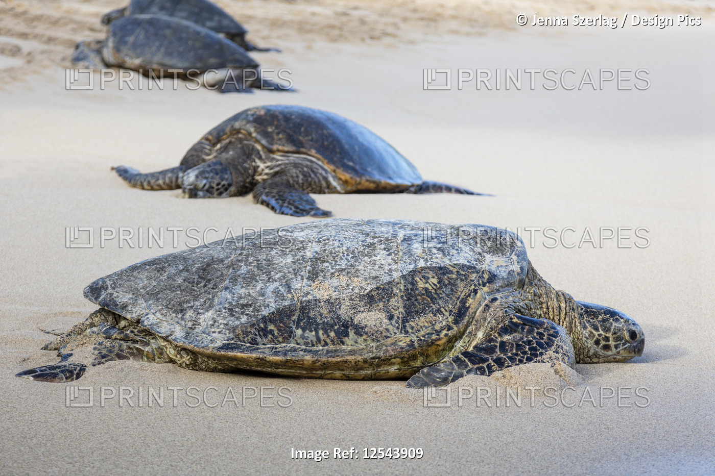 Endangered Hawaiian Green Sea Turtles (Chelonia mydas) resting on the beach; ...