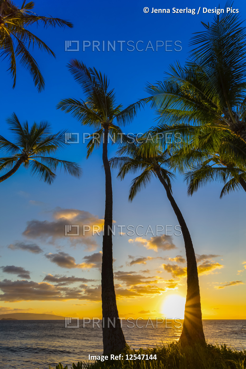 The Sun Setting Through Silhoutted Palm Trees In Wailea, Maui, Hawaii USA 