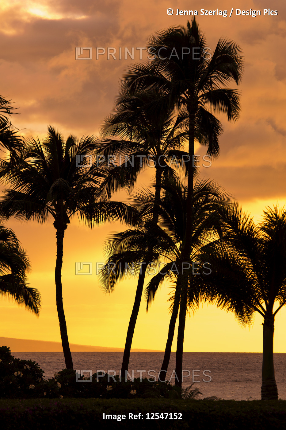Bright Orange Sky With Palm Tree Silhouette, Wailea, Maui, Hawaii USA