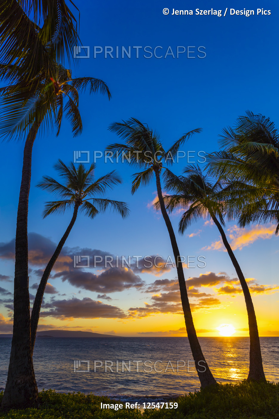 The Sun Setting Through Silhoutted Palm Trees In Wailea, Maui, Hawaii USA
