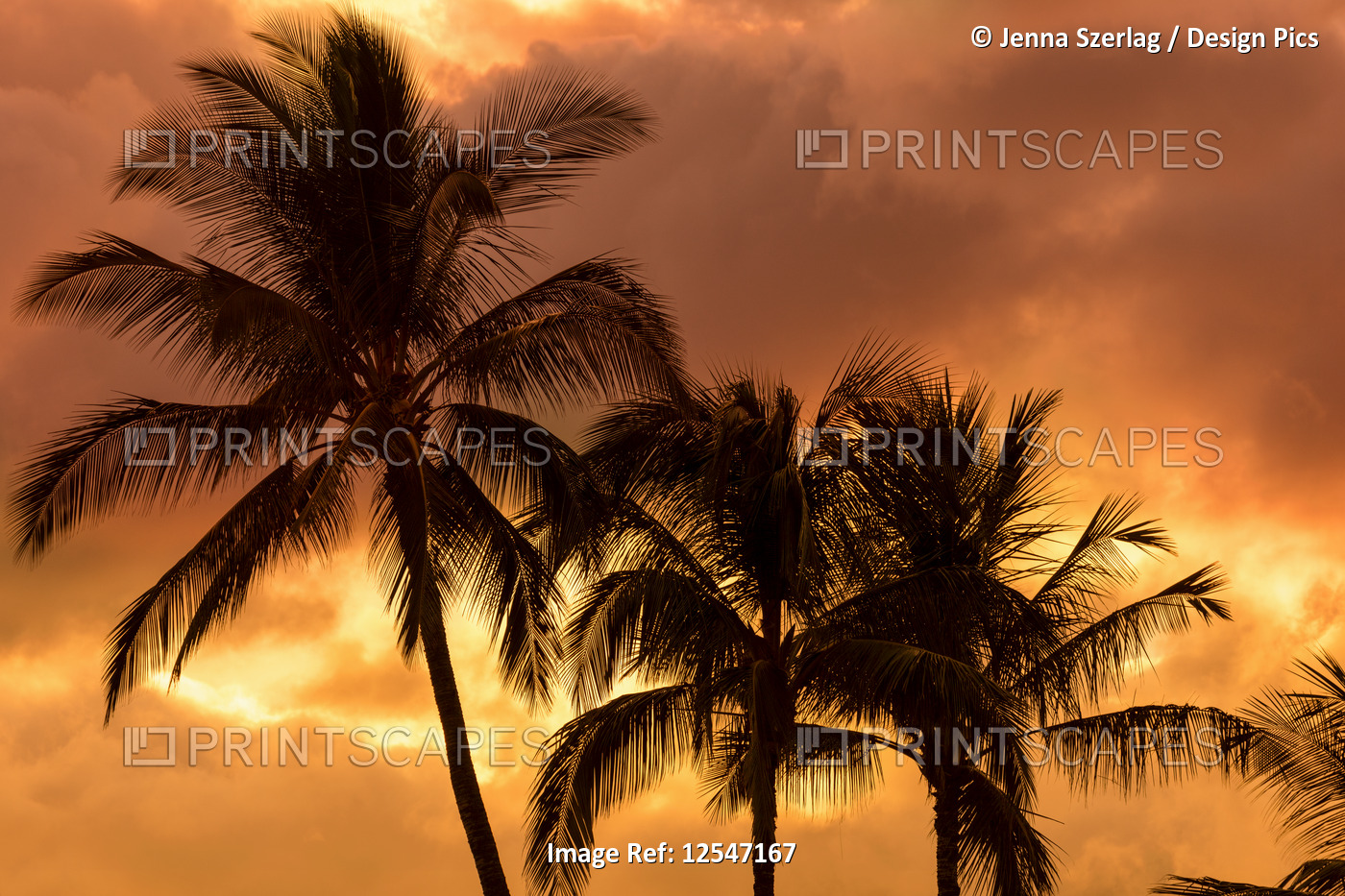 Bright Orange Sky With Palm Tree Silhouette, Wailea, Maui, Hawaii USA