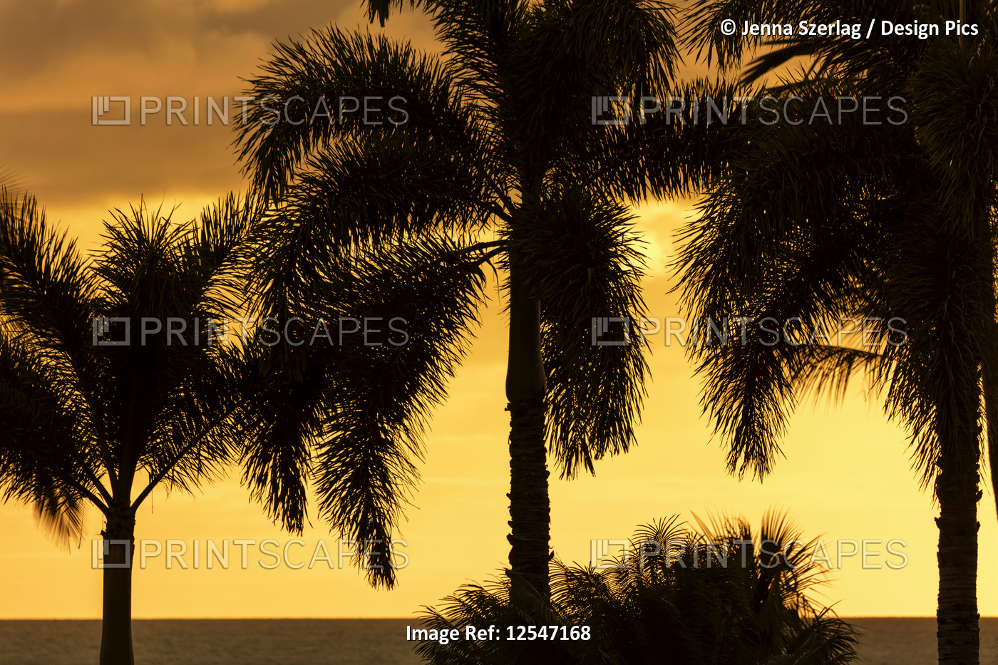 Bright Yellow Sky With Palm Tree Silhouette, Wailea, Maui, Hawaii USA
