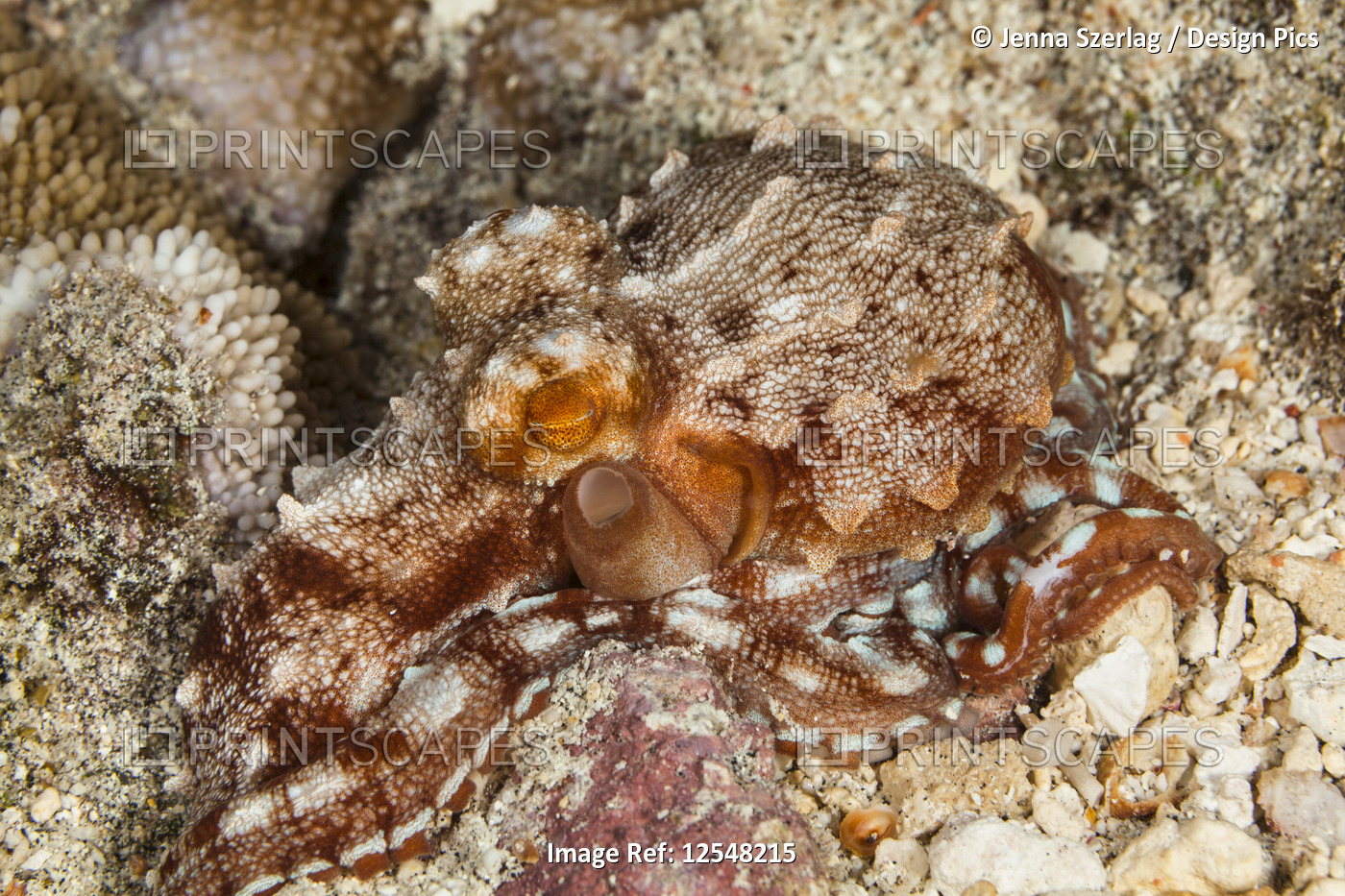 Rare Ornate octopus (Callistoctopus ornatus) at night; Island of Hawaii, ...