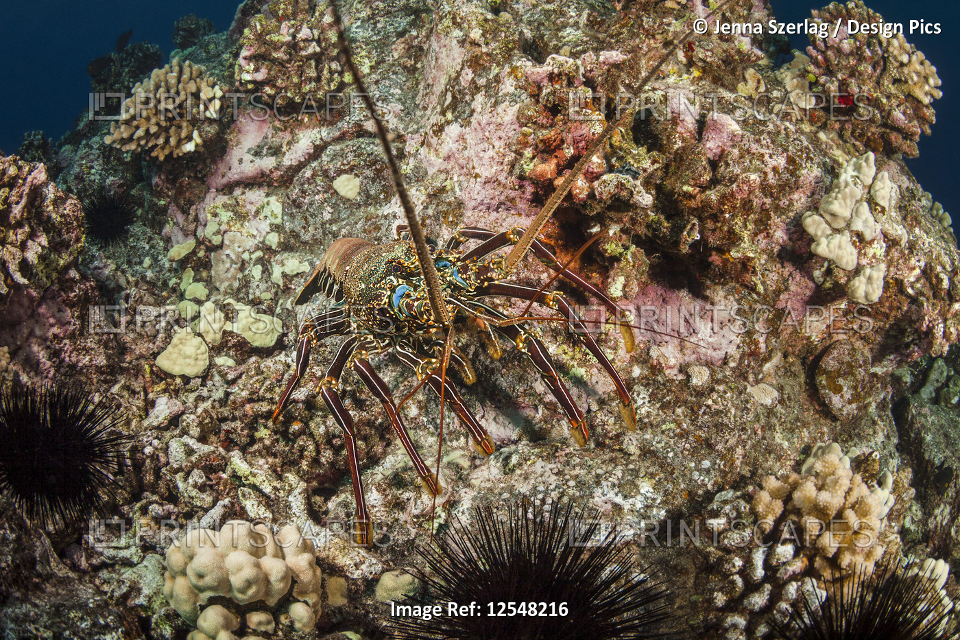 Pacific spiny lobster (Palinuridae) on a colourful reef; Island of Hawaii, ...