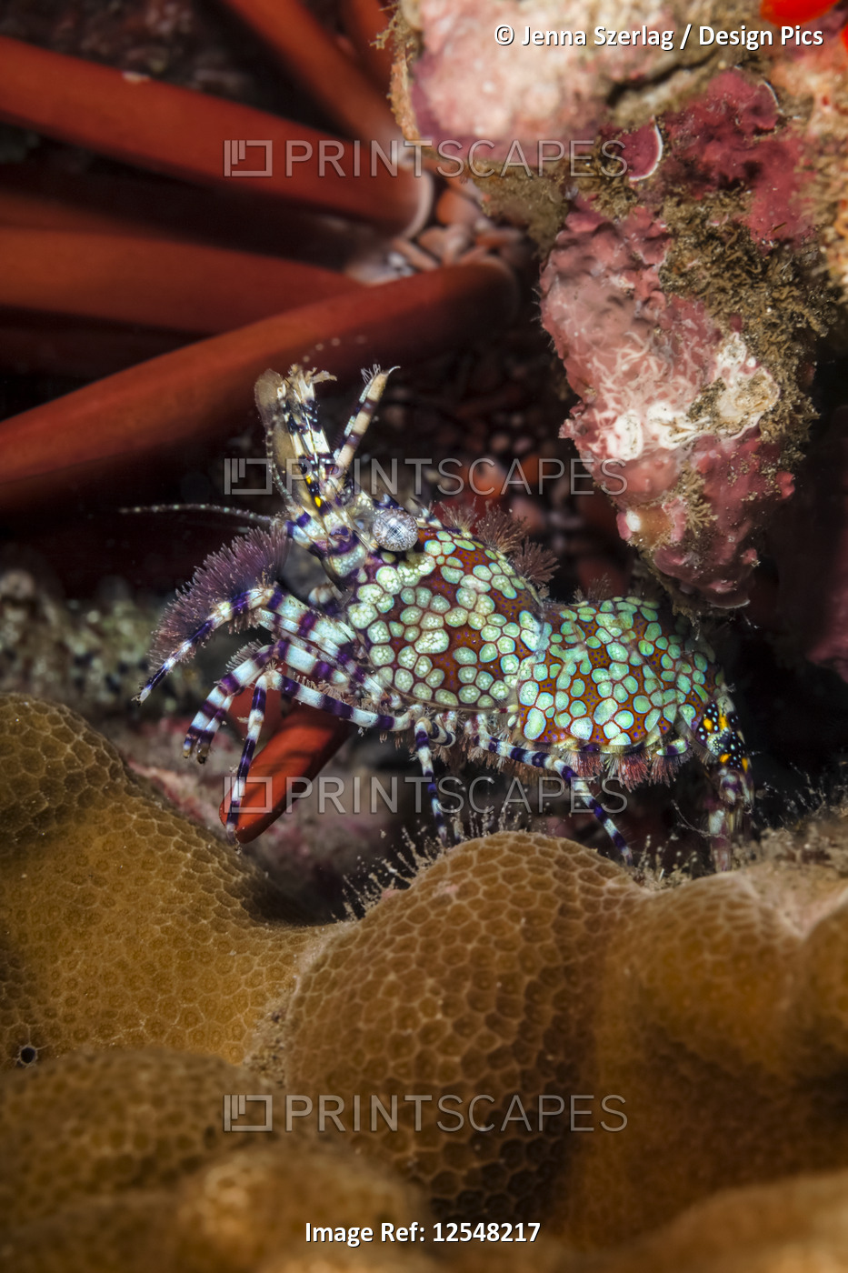 A macro view of a Marbled shrimp (Saron marmoratus) ; Wailea, Maui, Hawaii, ...