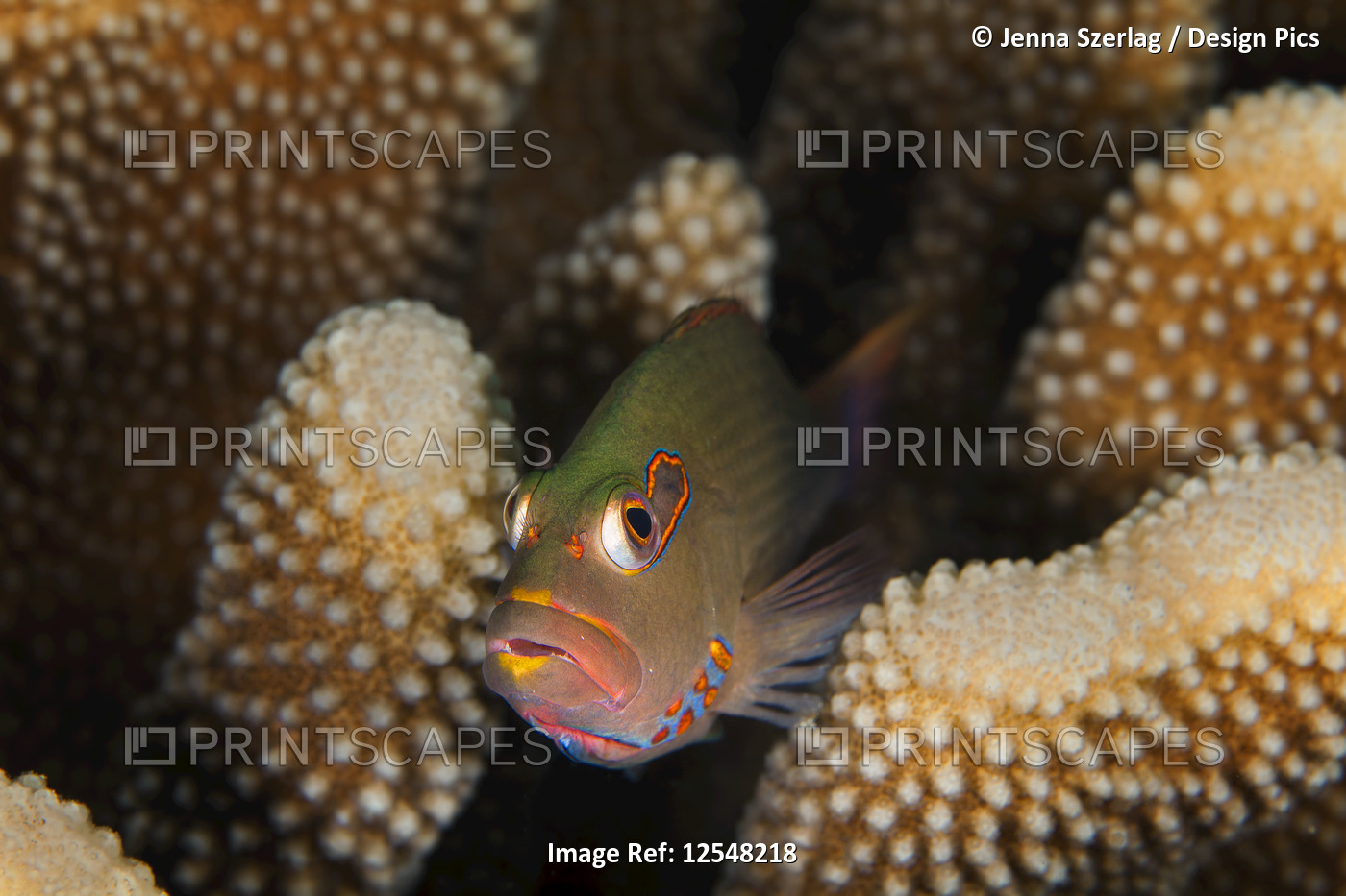 Arc-Eye hawkfish (Paracirrhites arcatus) watches from Antler coral (Pocillopora ...