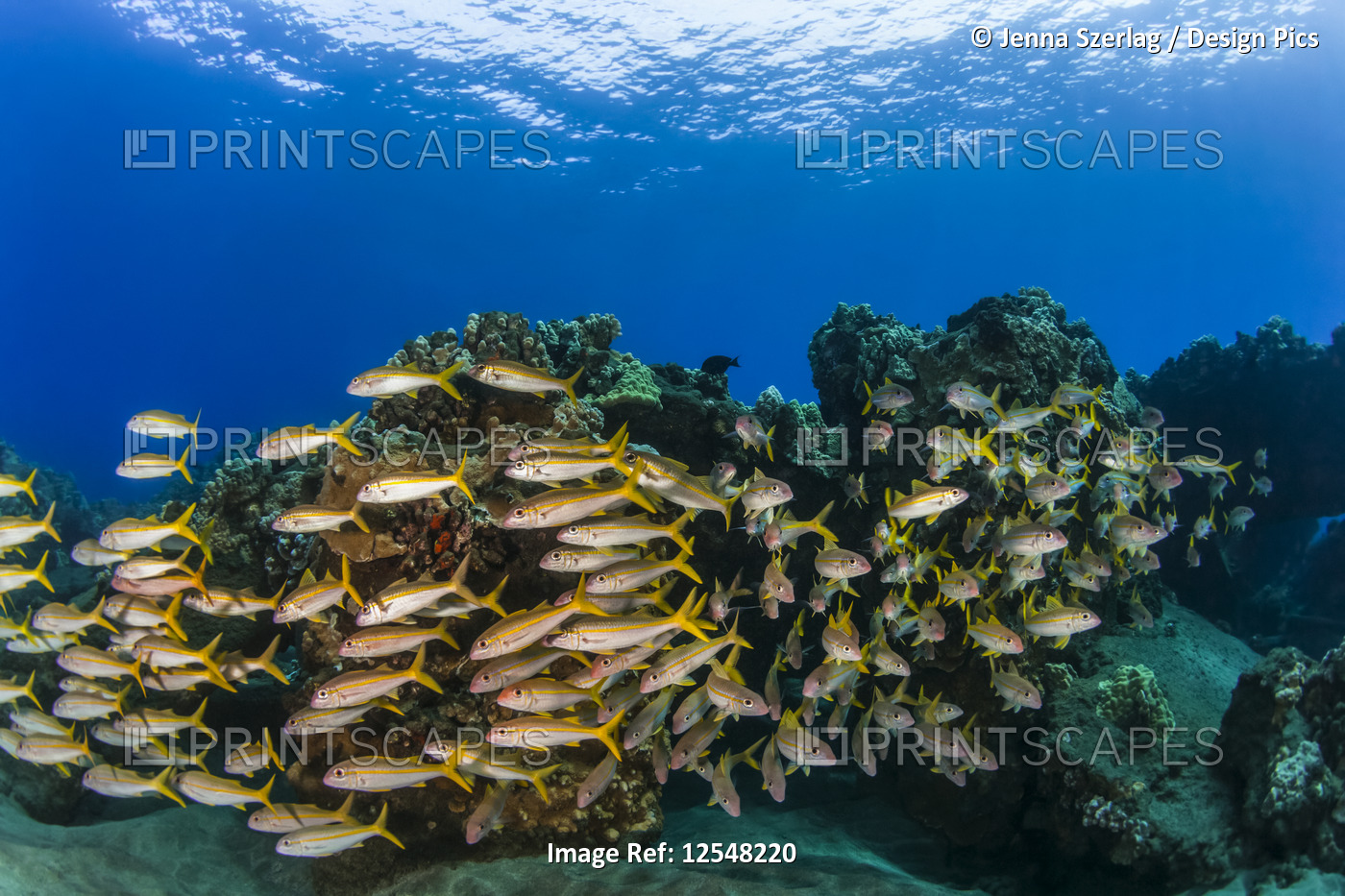 A colourful view of schooling Yellow Goatfish (Mulloidichthys martinicus); ...