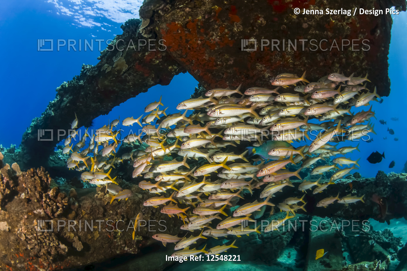 A colourful view of schooling Yellow Goatfish (Mulloidichthys martinicus); ...