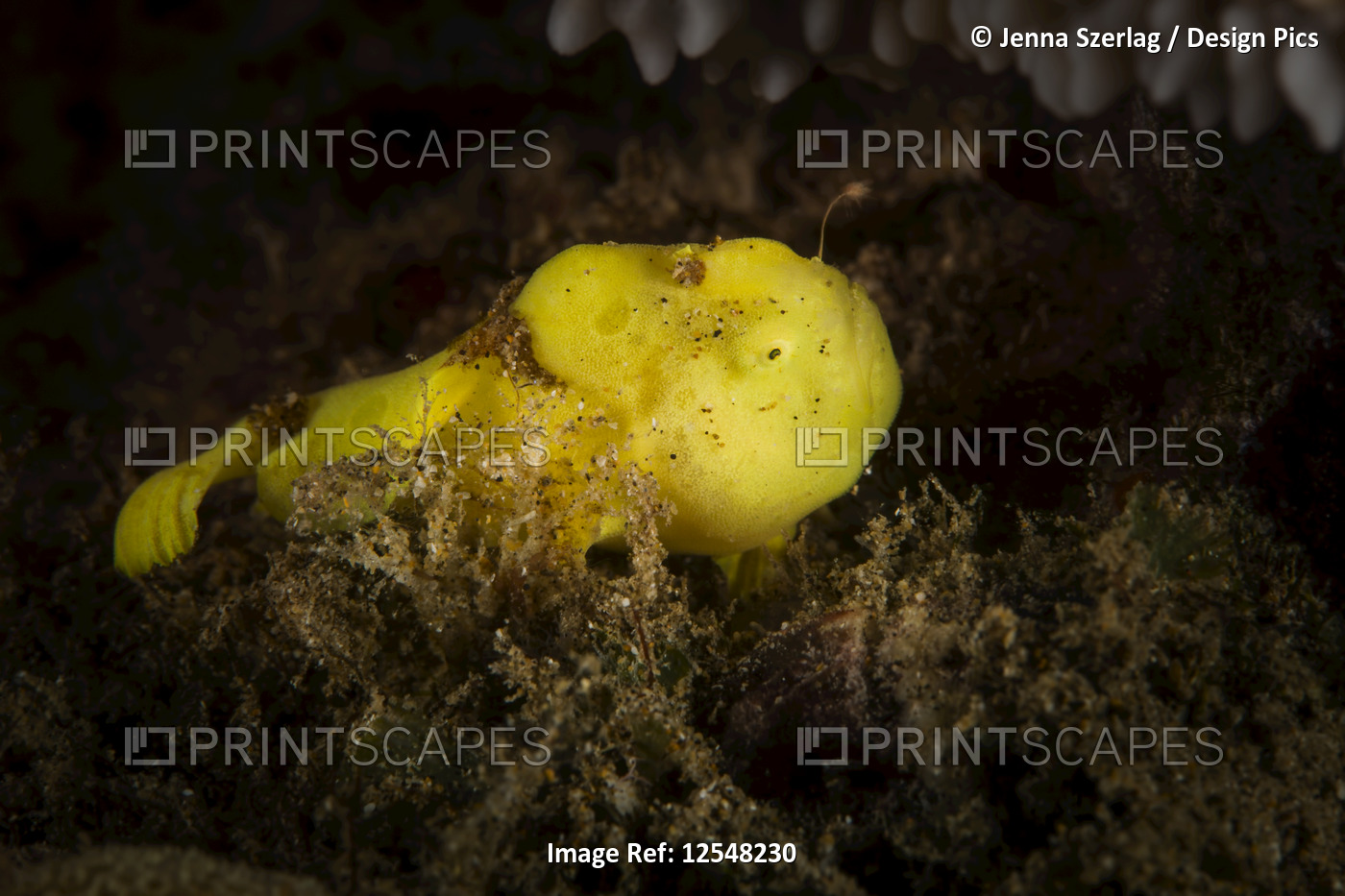 A one inch juvenile Commerson's frogfish (Antennarius commerson) showing it's ...