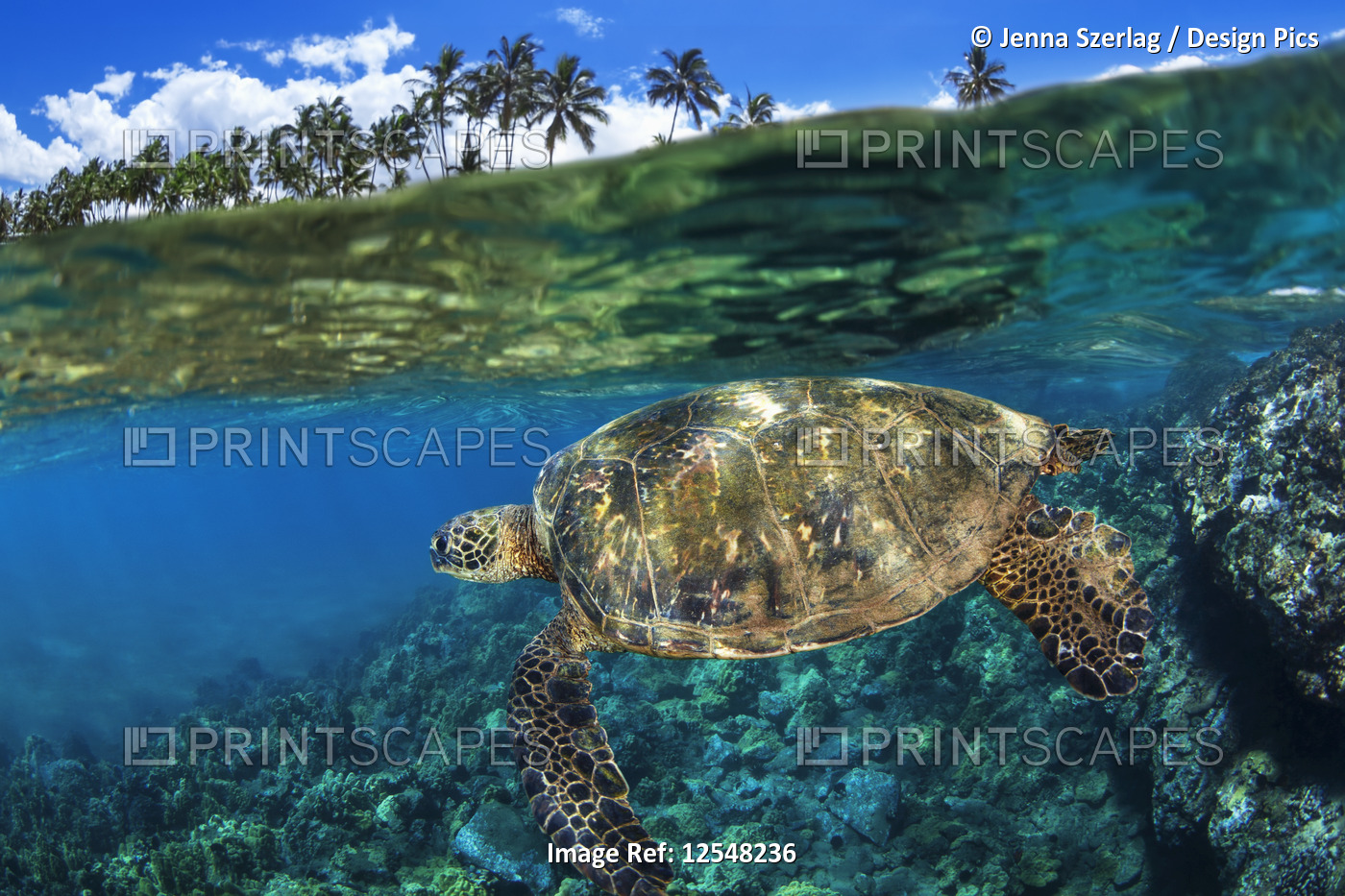 Split view of a Hawaiian Green sea turtle (Chelonia mydas) swimming in clear, ...