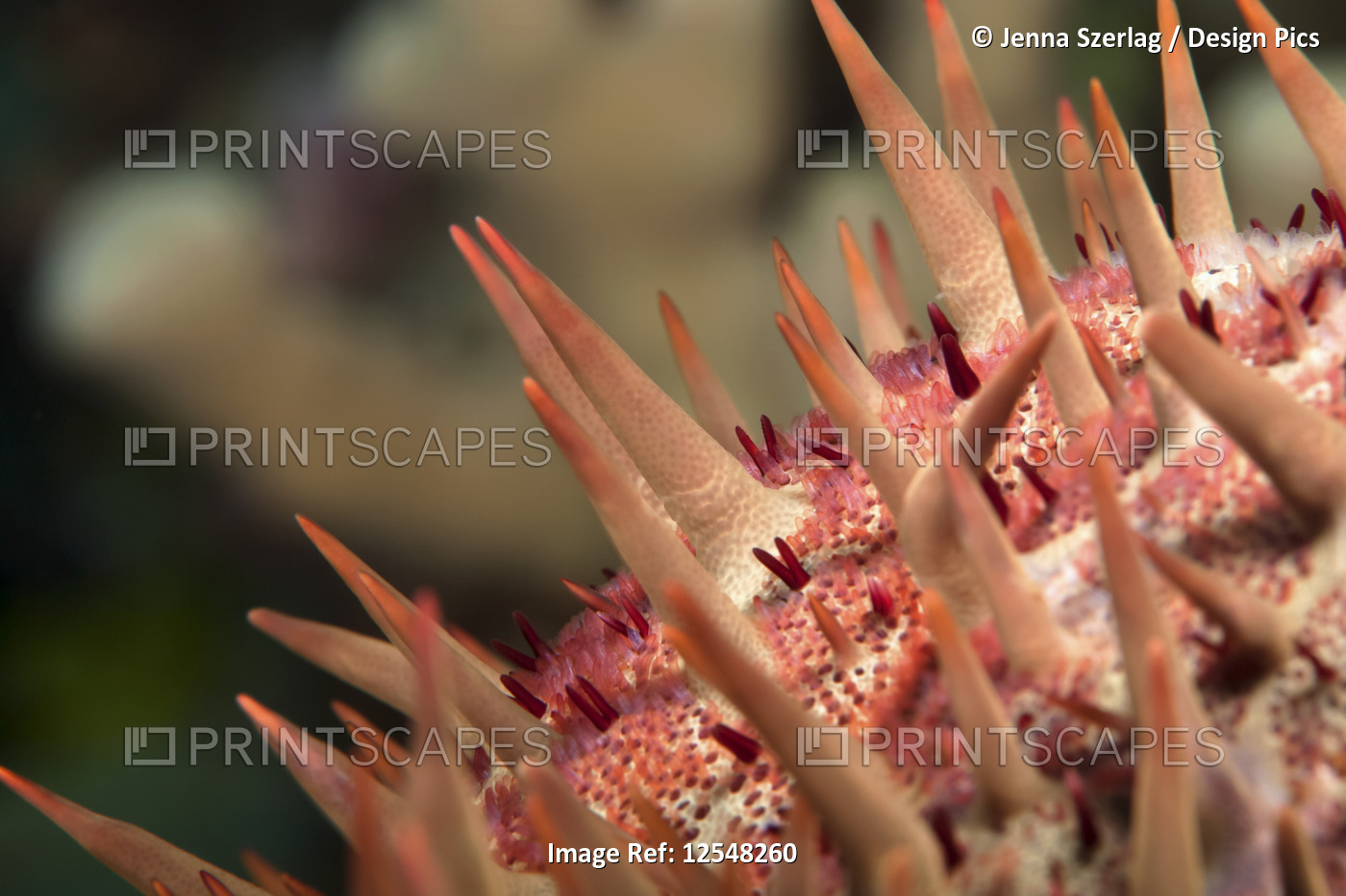 Macro close-up of Crown-of-thorns starfish (Acanthaster planci); Island of ...