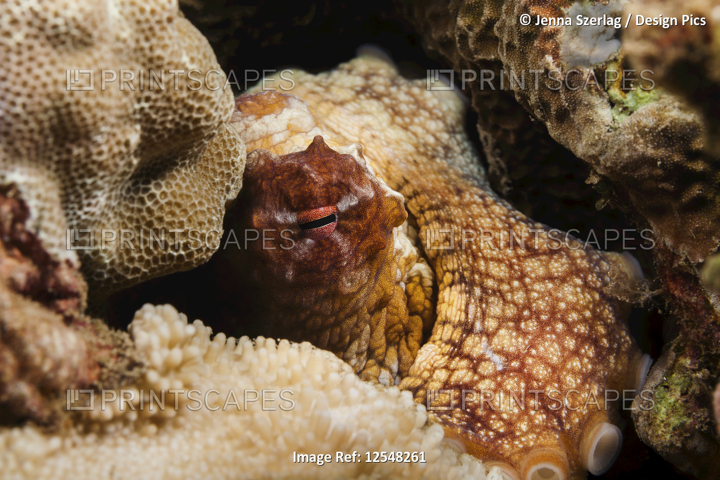 Hawaiian Day octopus (Octopus cyanea); Wailea, Maui, Hawaii, United States of ...