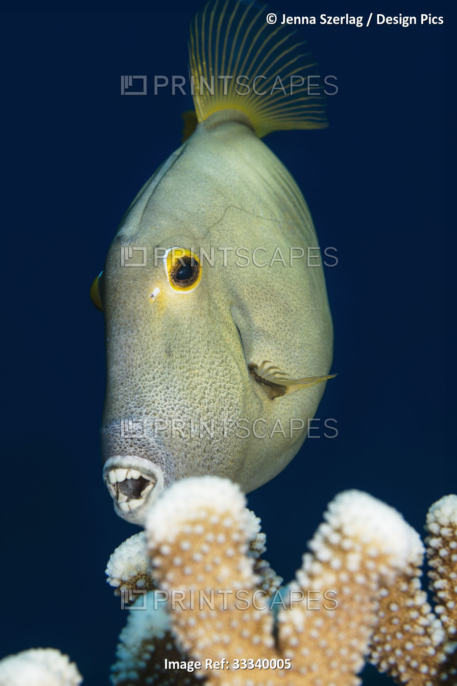 Barred Filefish (Cantherhines dumerilii) eating antler coral; Maui, Hawaii, ...