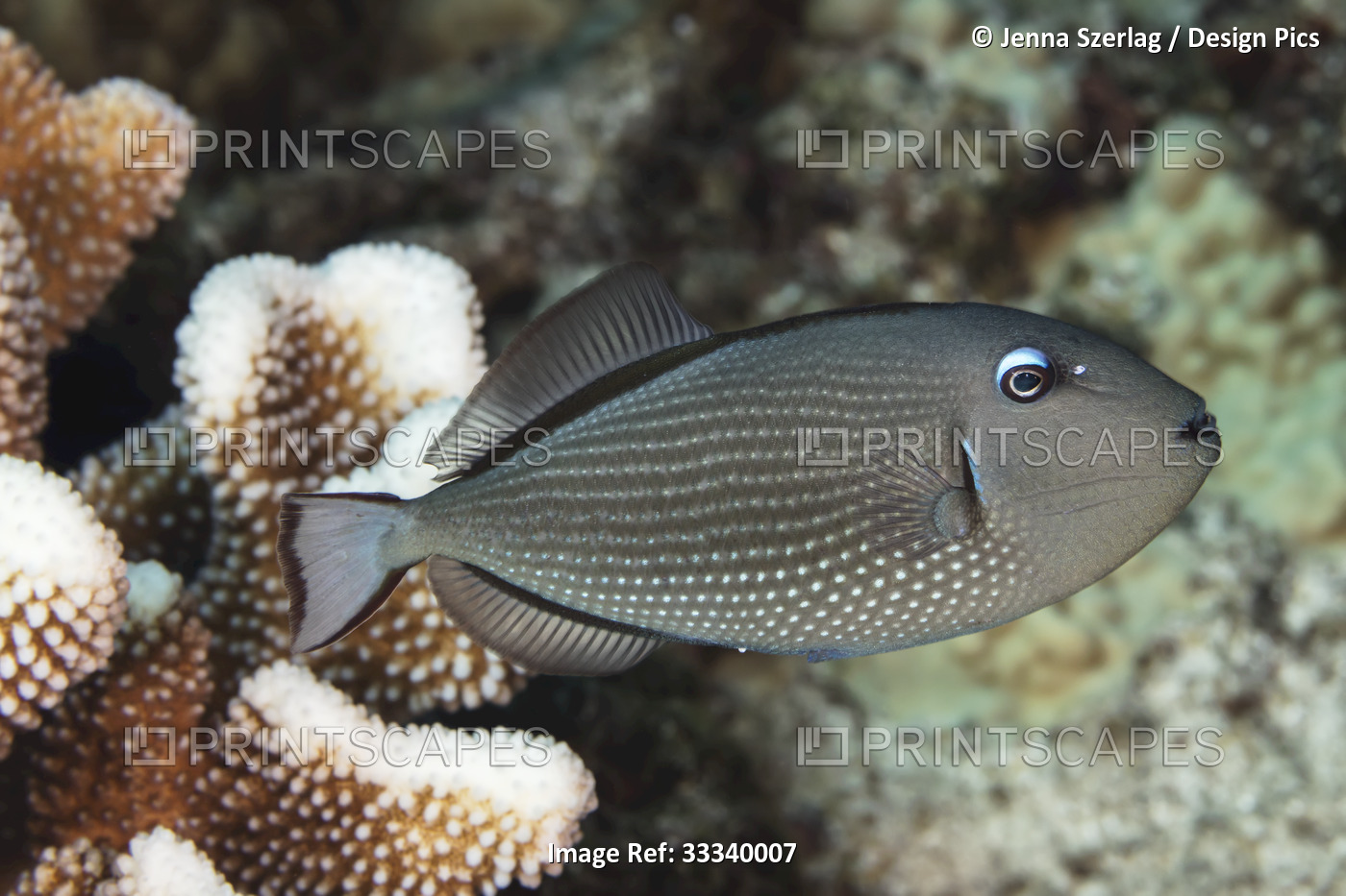 Female Gilded Triggerfish (Xanthichthys auromarginatus); Maui, Hawaii, United ...