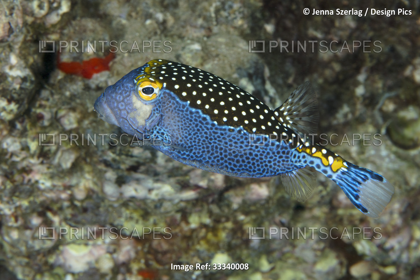 Spotted boxfish (Ostracion meleagris), also known as white-spotted boxfish; ...