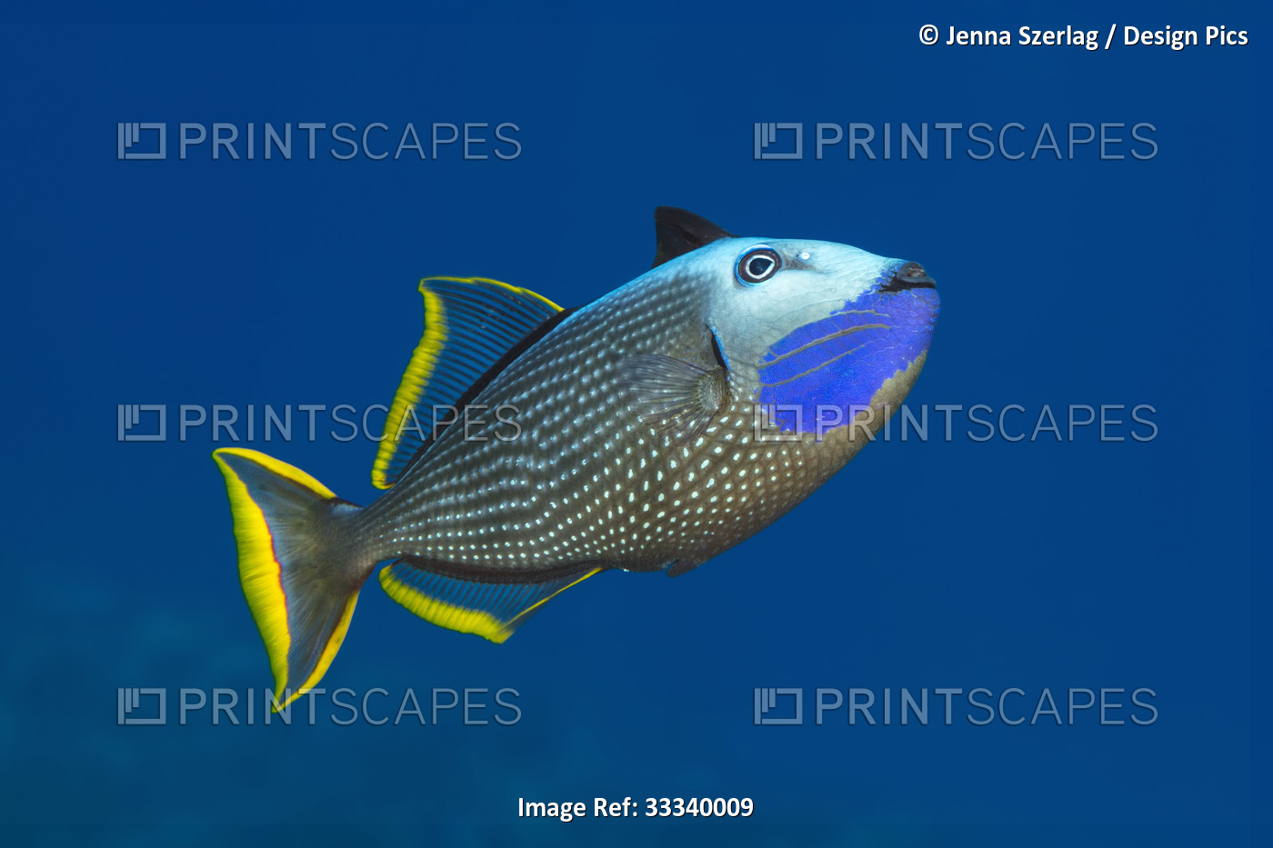 Male Gilded Triggerfish (Xanthichthys auromarginatus); Maui, Hawaii, United ...