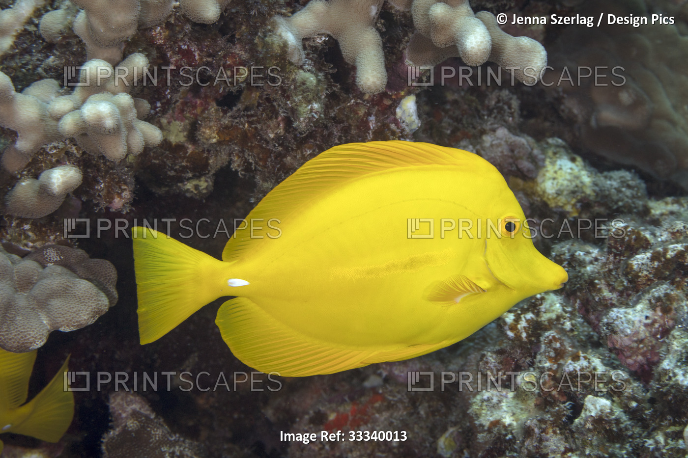 Yellow Tang (Zebrasoma flavescens); Maui, Hawaii, United States of America