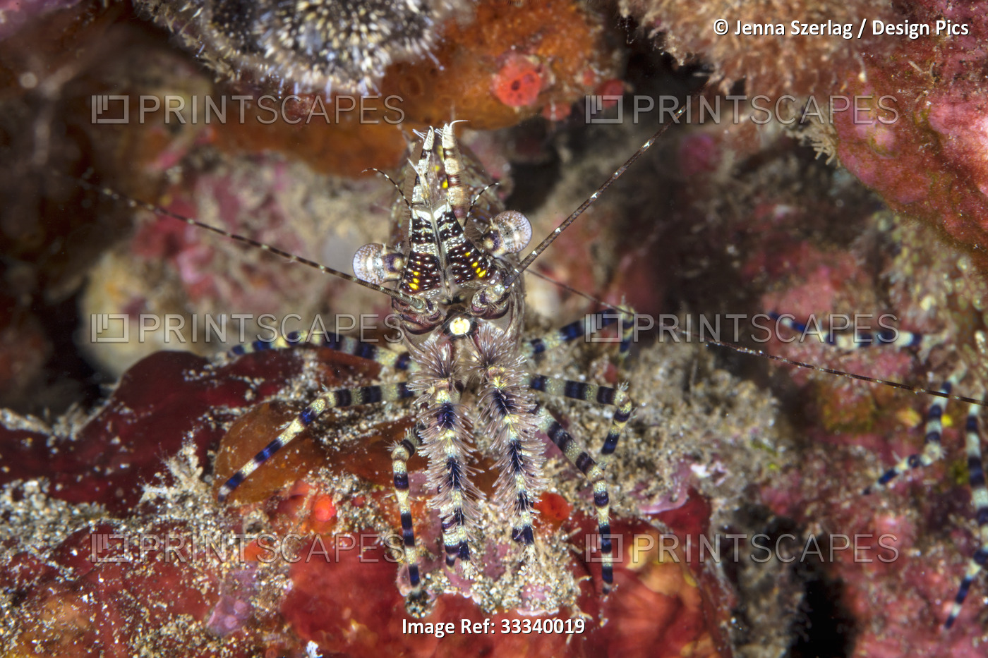 Marbled Shrimp (Saron marmoratus); Maui, Hawaii, United States of America