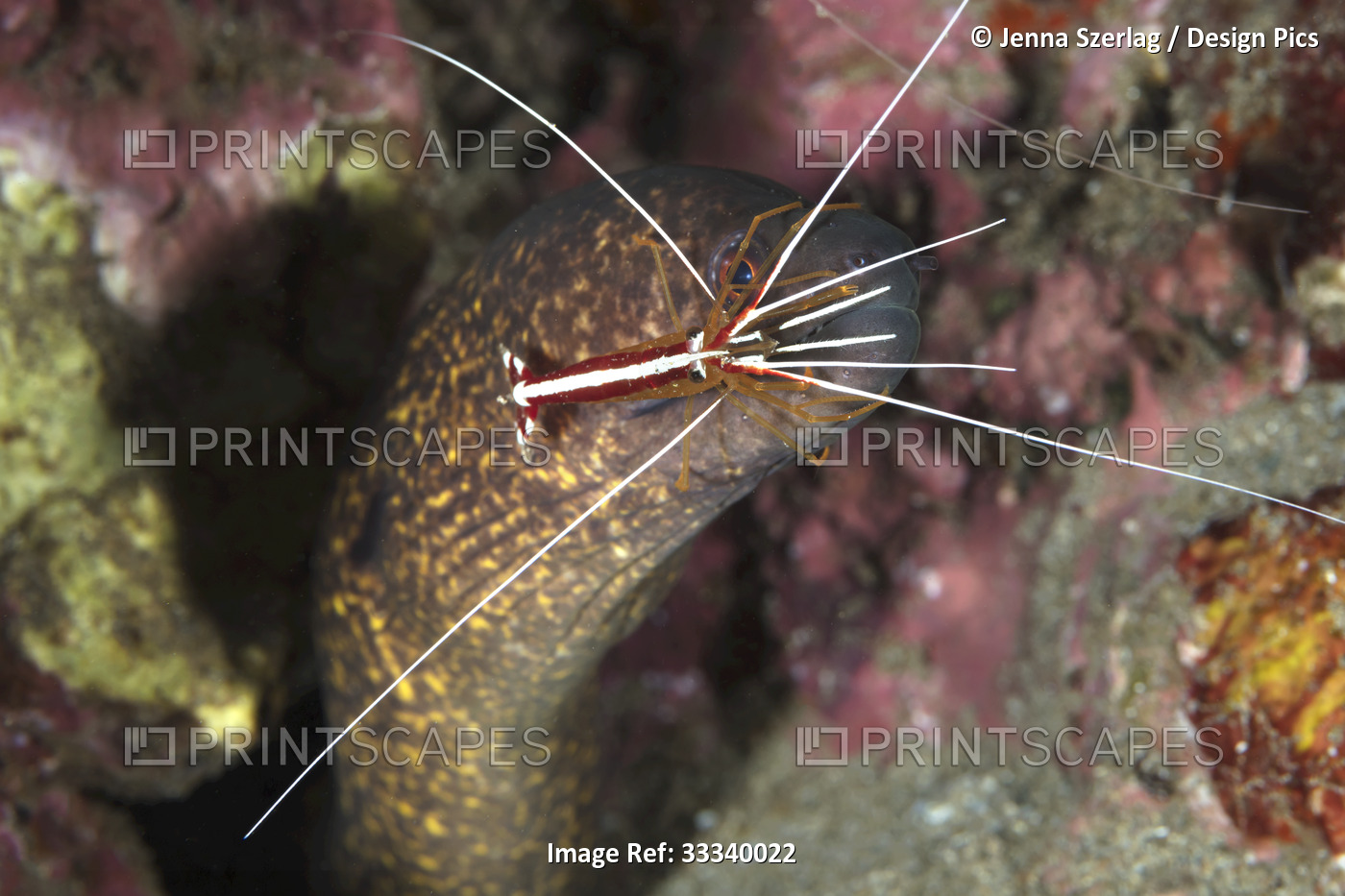 Yellowmargin Moray (Gymnothorax flavimarginatus) and shrimp; Maui, Hawaii, ...