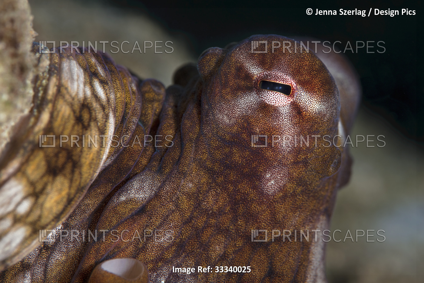 Detail of Hawaiian Day Octopus (Octopus cyanea); Maui, Hawaii, United States of ...