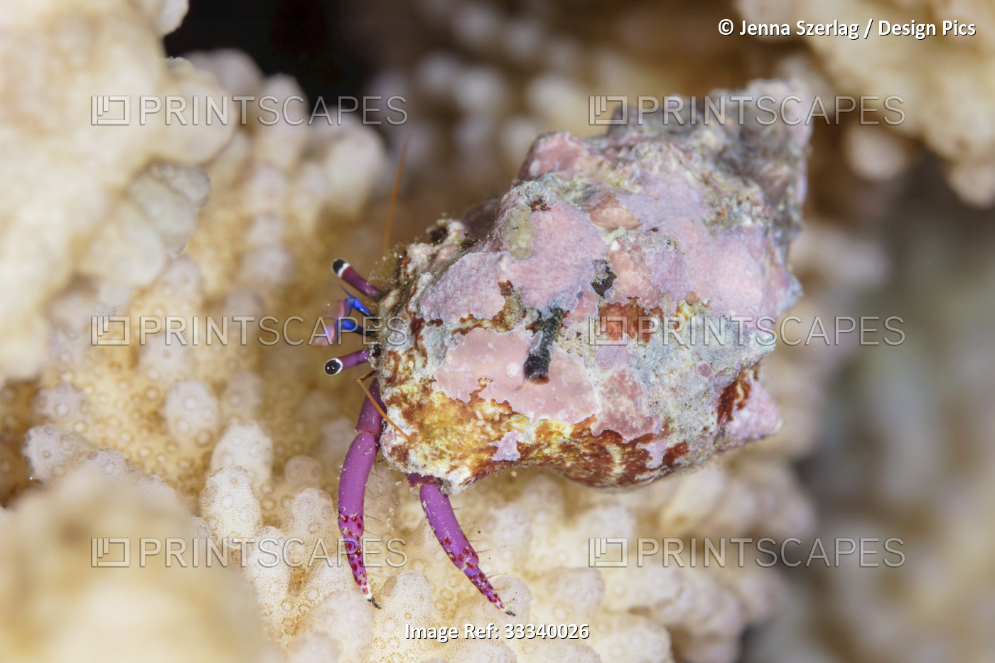 Hermit Crab; Maui, Hawaii, United States of America