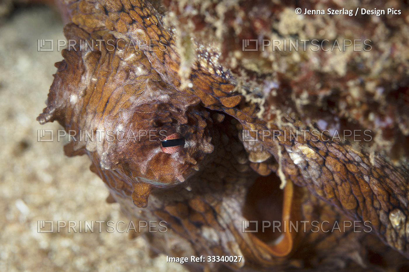 Hawaiian Day Octopus (Octopus cyanea); Maui, Hawaii, United States of America