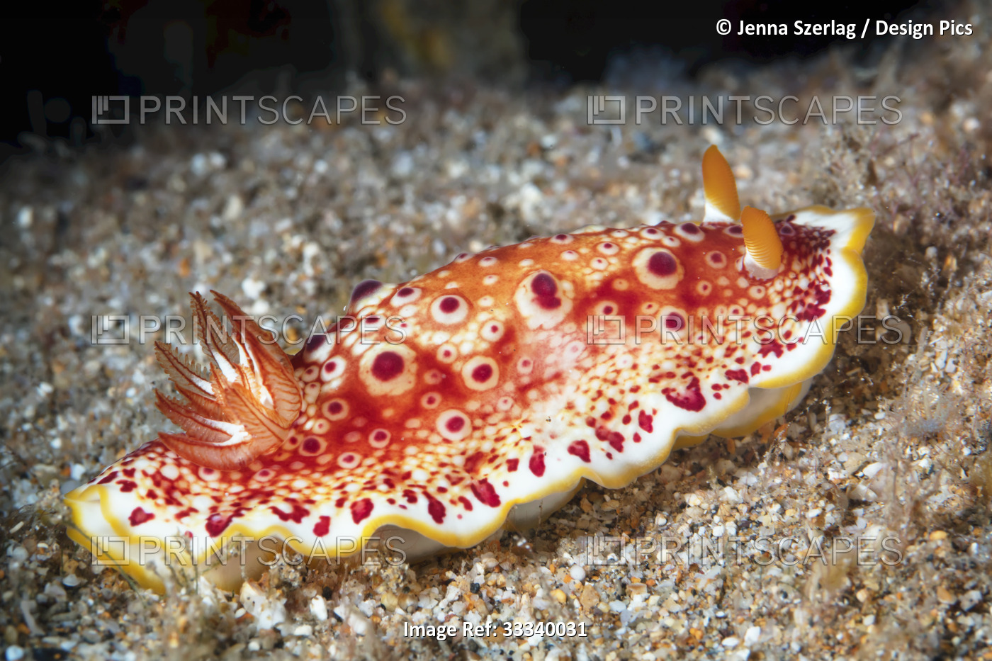 Red-Spotted Nudibranch (Goniobranchus heatherae); Maui, Hawaii, United States ...