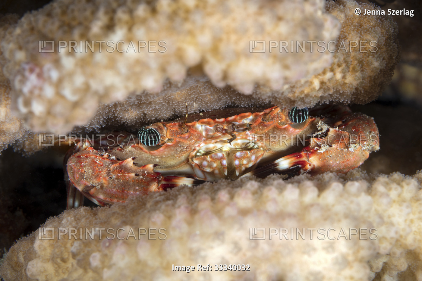 Hawaiian Swimming Crab (Goniosupradens hawaiensis); Maui, Hawaii, United States ...