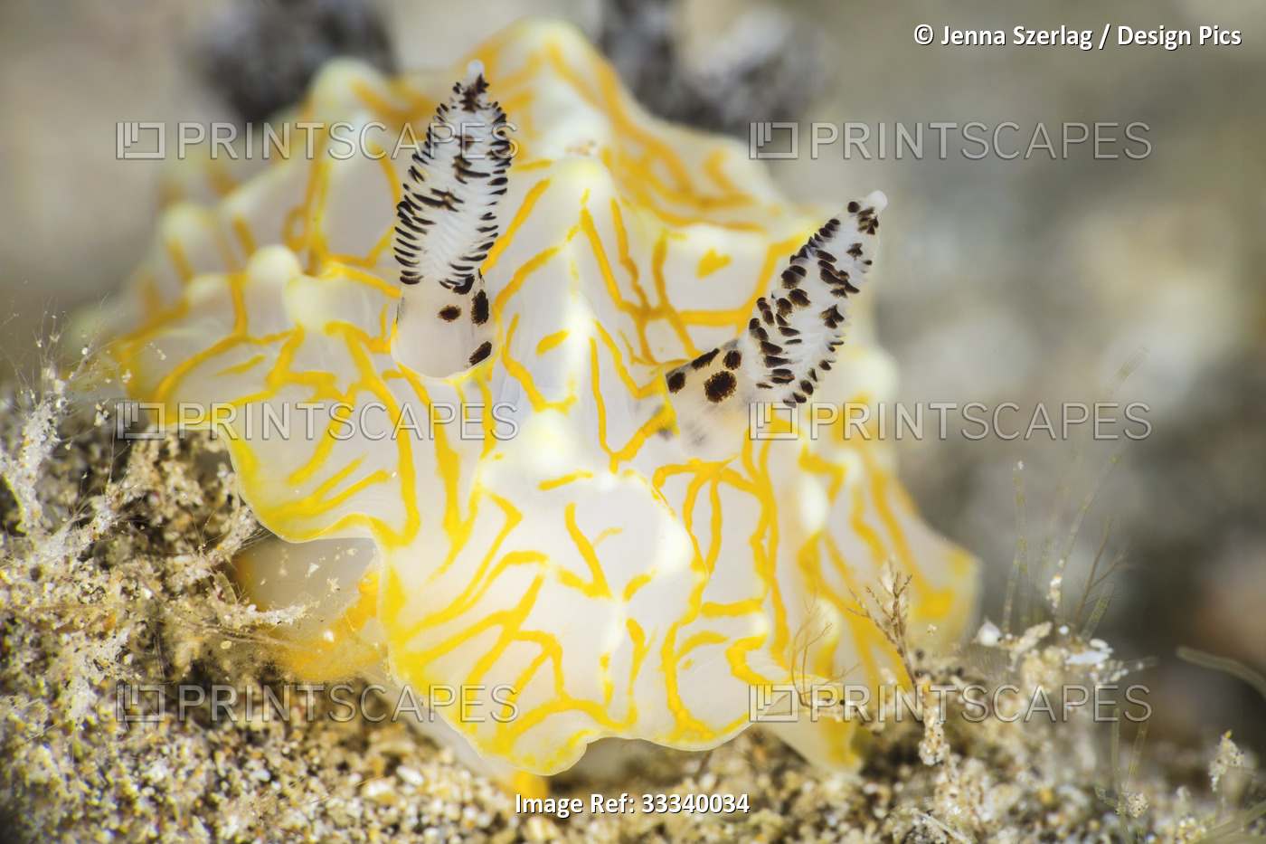 Gold Lace Nudibranch (Halgerda terramtuentis); Maui, Hawaii, United States of ...