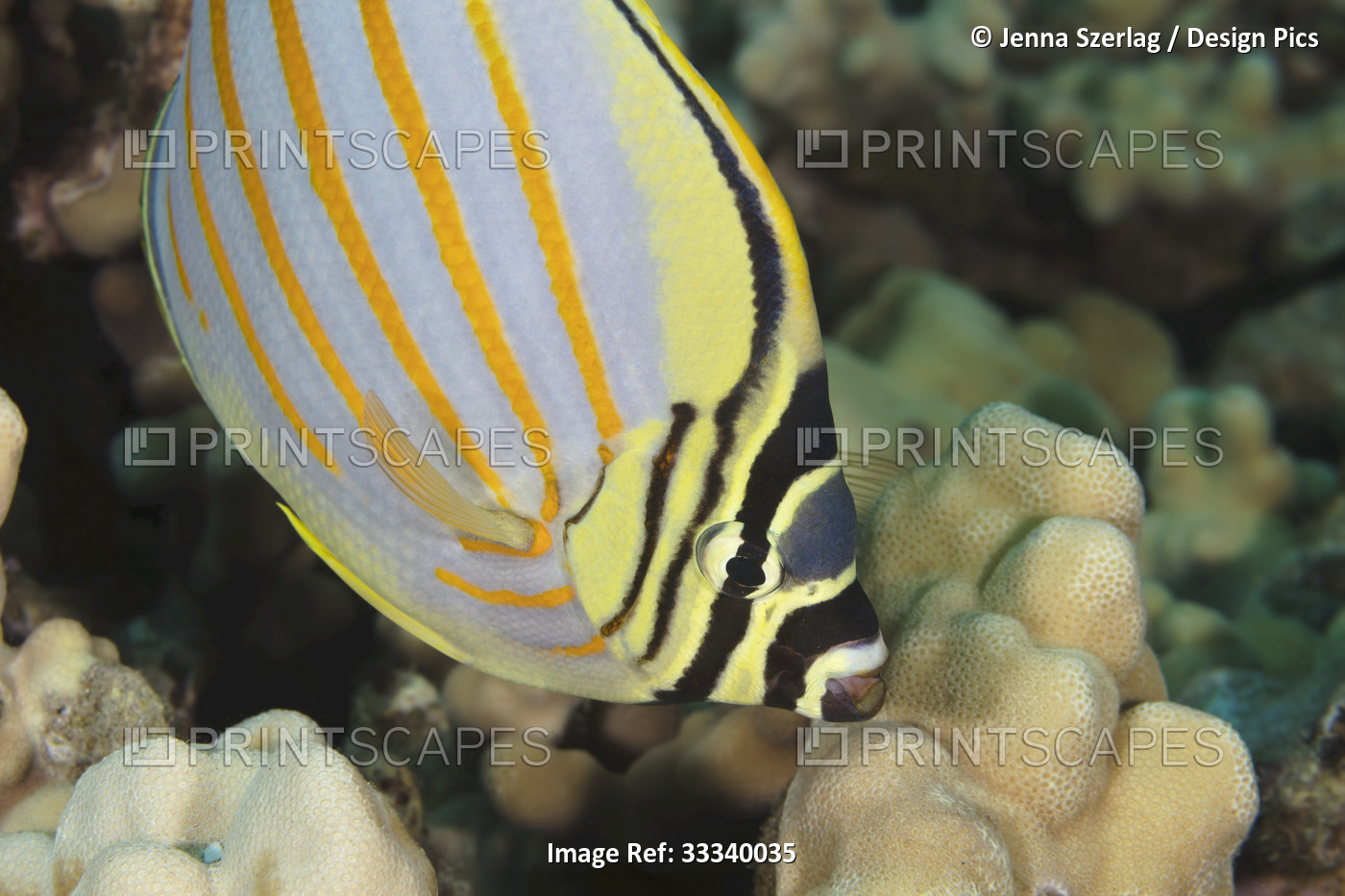 Ornate Butterflyfish (Chaetodon ornatissimus); Maui, Hawaii, United States of ...