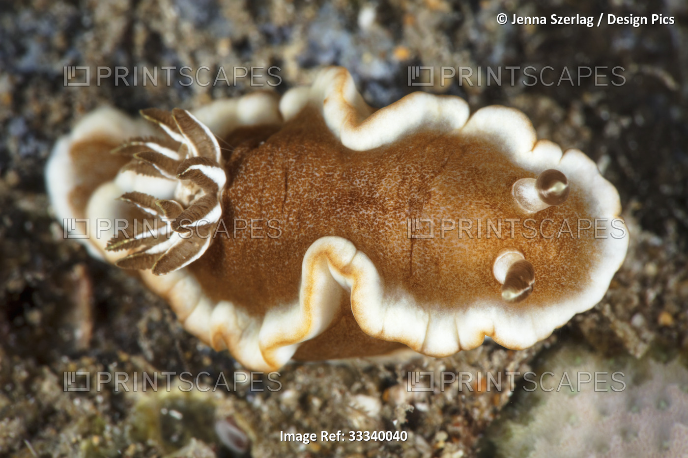 White-Margin Nudibranch (Glossodoris rufomarginata); Maui, Hawaii, United ...