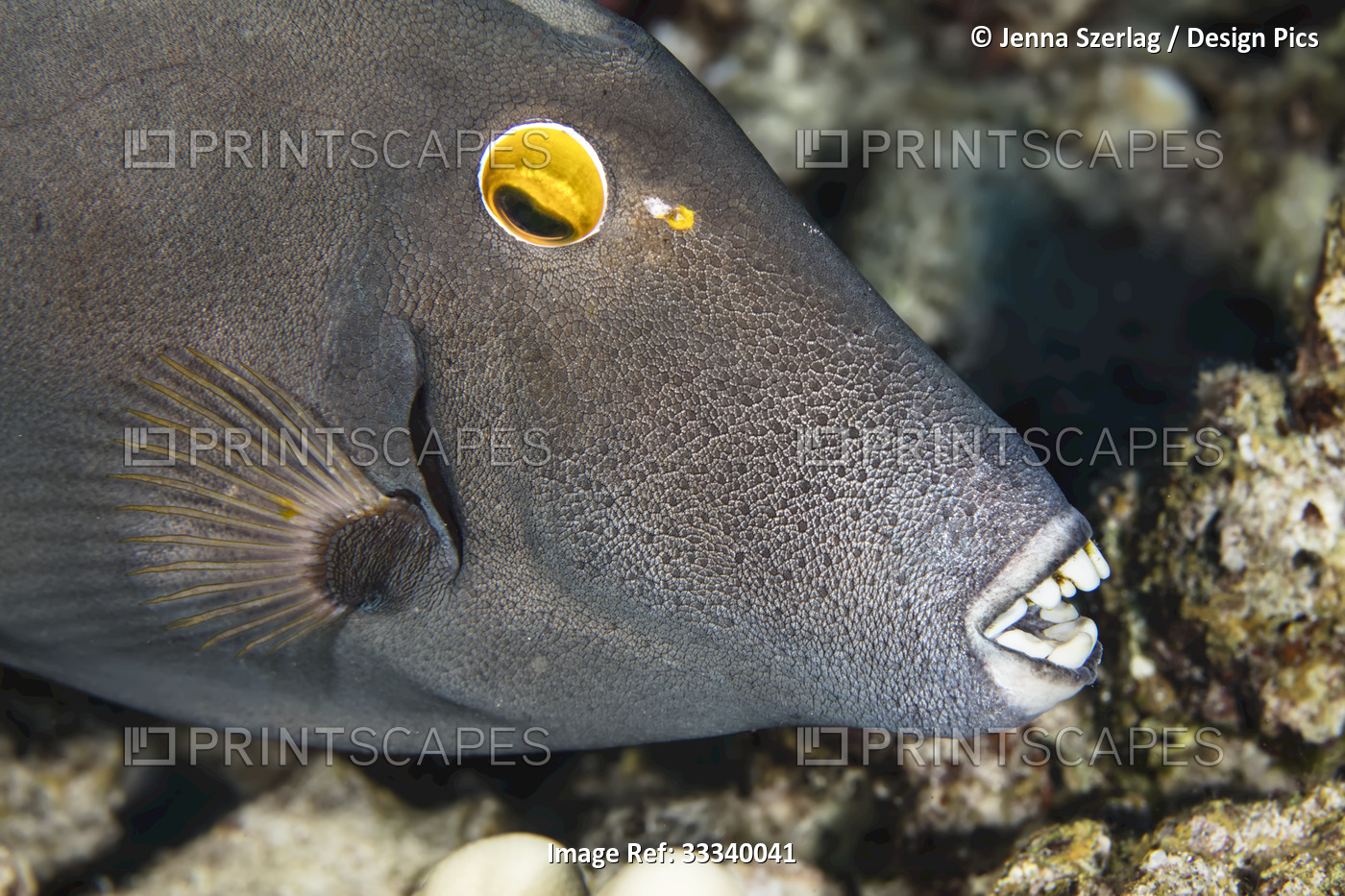 Barred Filefish (Cantherhines dumerilii) eating coral; Maui, Hawaii, United ...