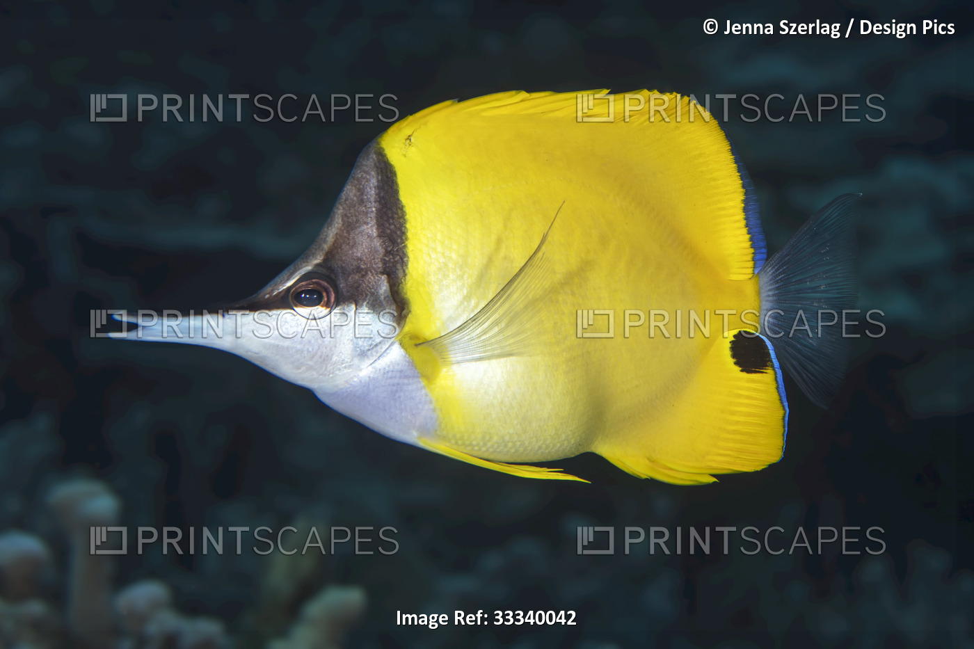 Yellow Longnose Butterflyfish (Forcipiger flavissimus); Maui, Hawaii, United ...