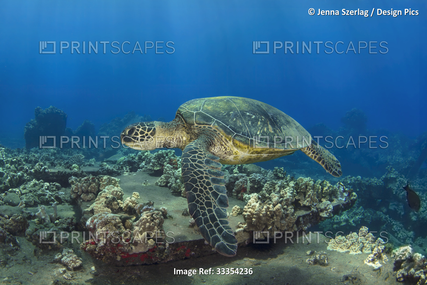 Hawaiian Green sea turtle (Chelonia mydas) swimming over the coral on the sea ...