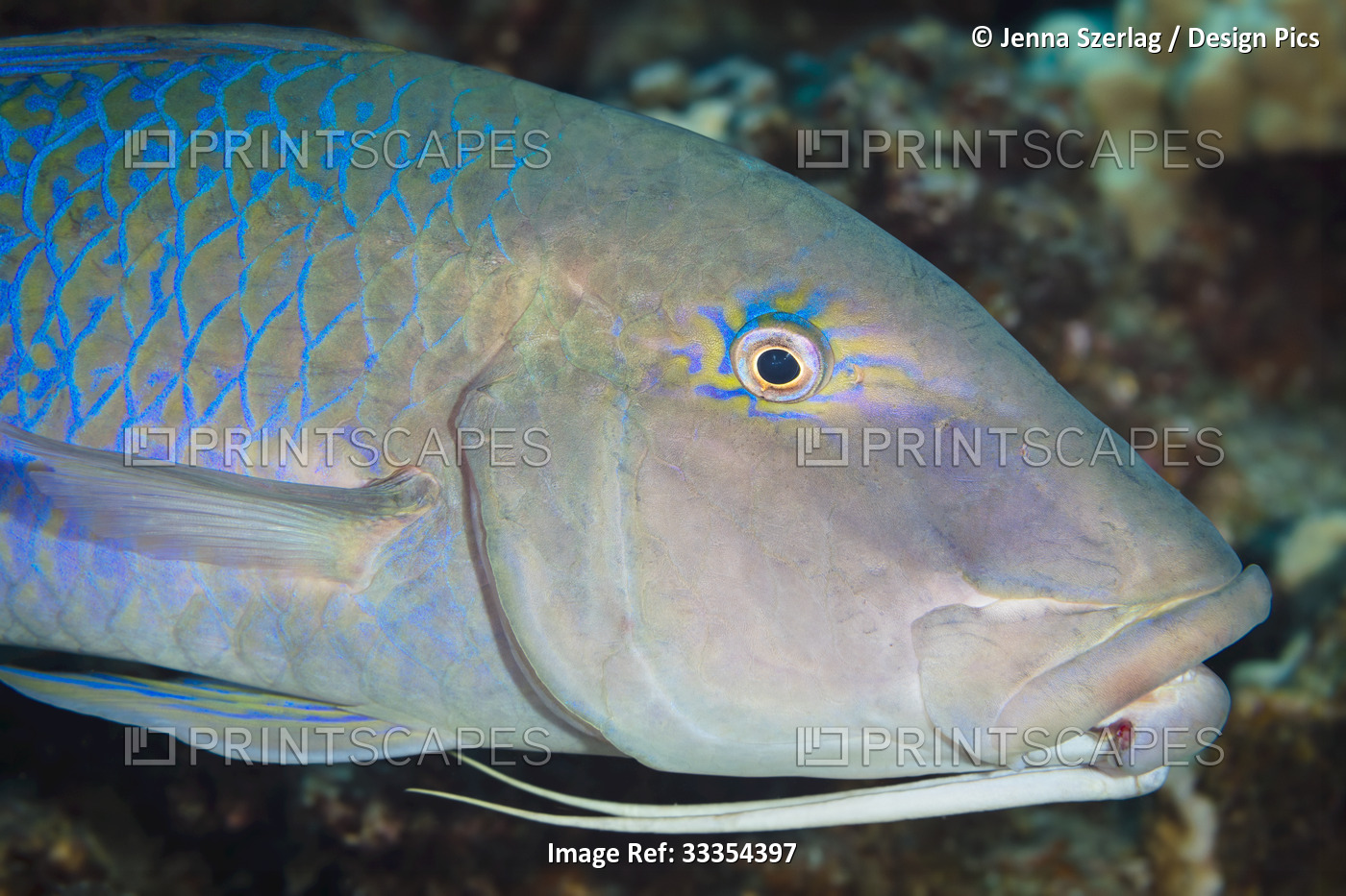 Close-up of a blue goatfish (Parupeneus cyclostomus) showing the two barbels ...
