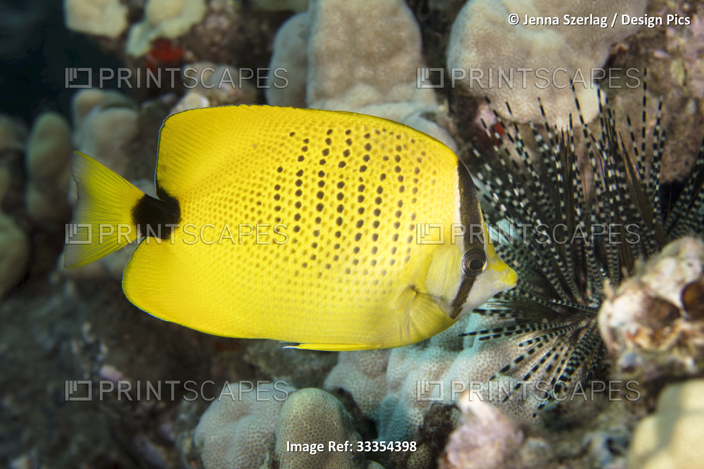 Bright yellow, Hawaiian endemic millestseed butterfly fish (Chaetodon miliaris) ...