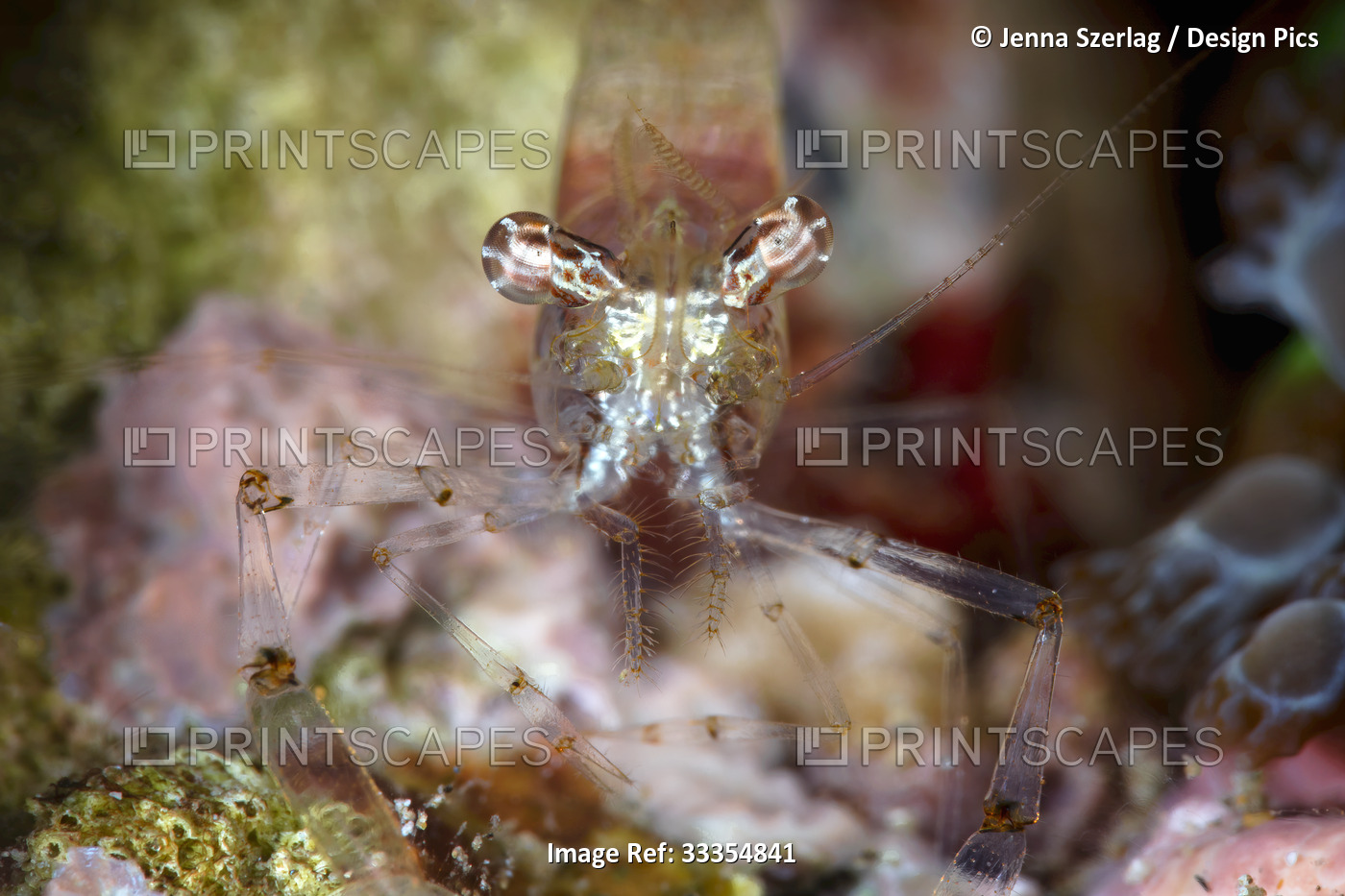 Close-up portrait of a black and silver Cuapetes shrimp (Cuapetes grandis) long ...