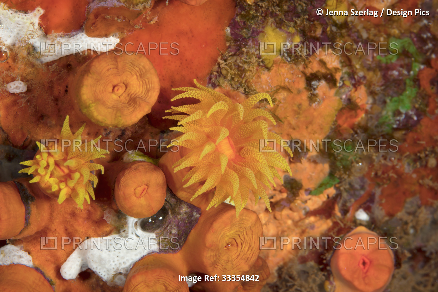 Vibrant orange cup coral (Tubastraea coccinea) on the ocean floor, some ...