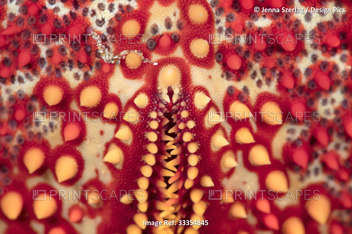 Close-up detail of the underside of a Pin Cushion Starfish (Culcita ...