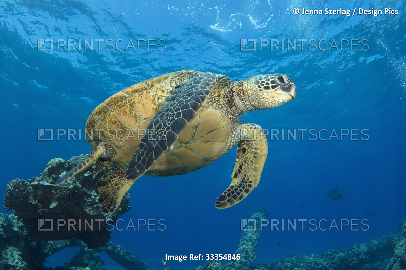 Hawaiian green sea turtle (Chelonia mydas) swimming close to the ocean surface; ...