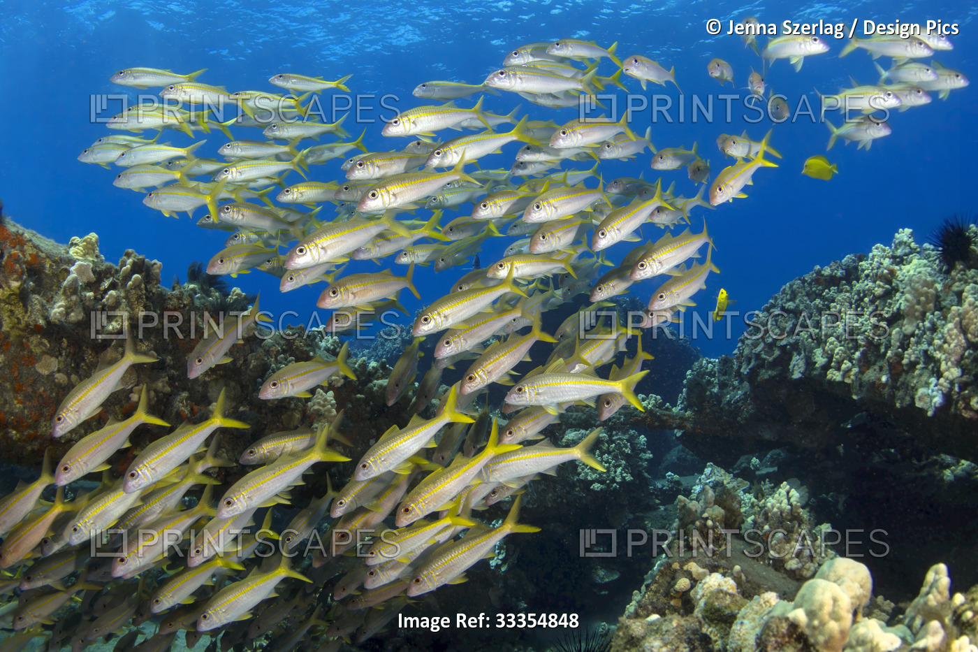 School of yellowfin goatfish (Mulloidichthys vanicolensis) swimming down from ...