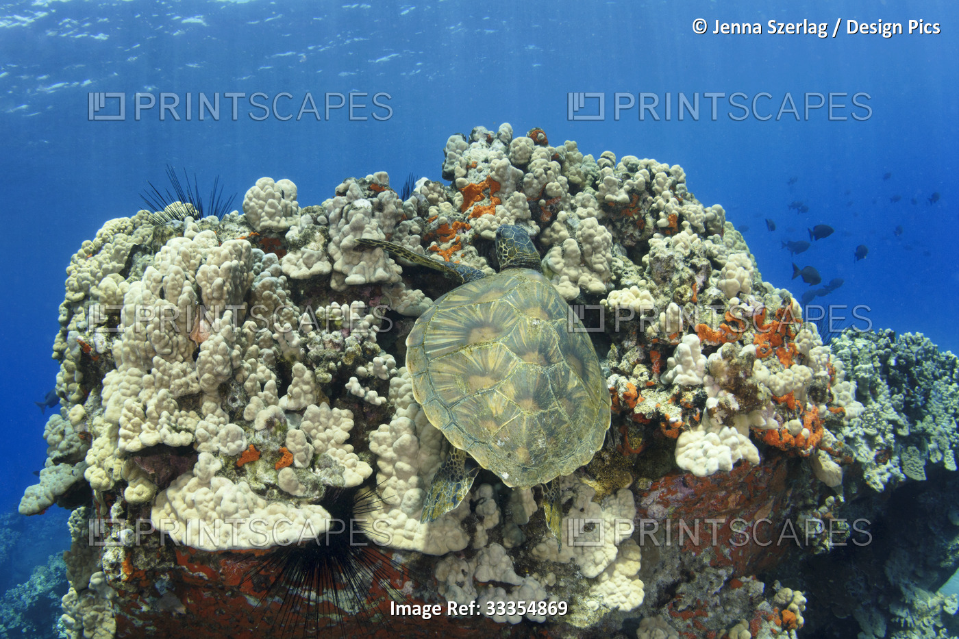 View of the shell back of a Hawaiian green sea turtle (Chelonia mydas) as it ...